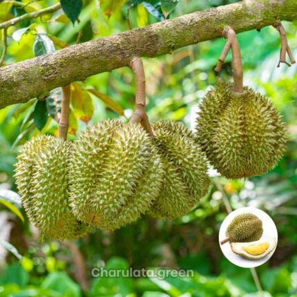 Durians