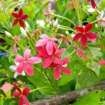 মধুমঞ্জুরি লতা