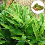 এলাচ গাছ