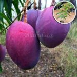 আমেরিকান পালমার আম