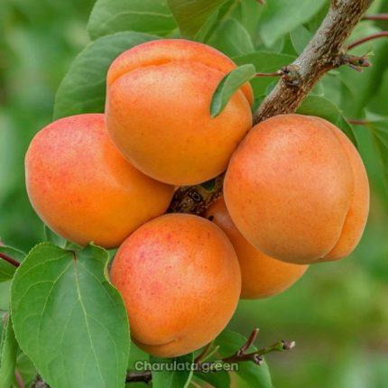 এপ্রিকট