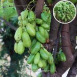 বিলম্বি