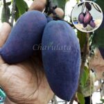 ব্ল্যাকস্টোন আম