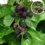 ব্ল্যাকবেরি