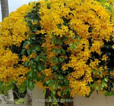 ক্যাটস ক্ল ক্রিপার