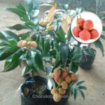 চায়না-৩ লিচু