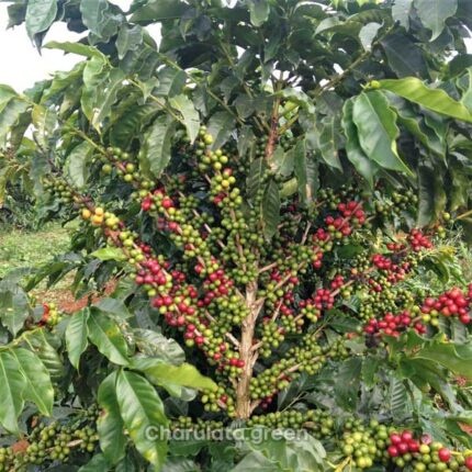 coffee plant