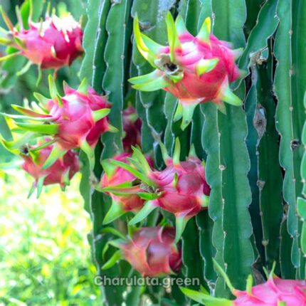 dragon fruit