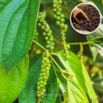 গোলমরিচ গাছ