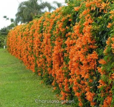 গোল্ডেন শাওয়ার