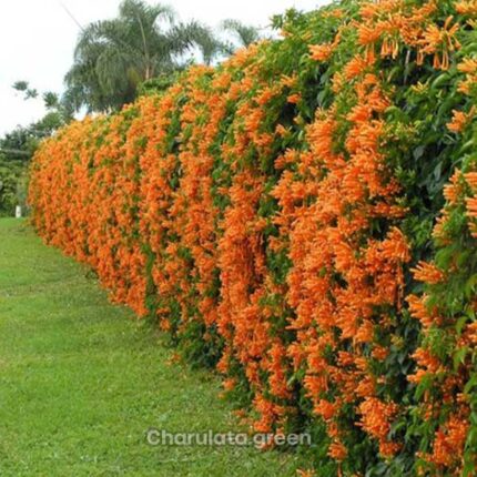 গোল্ডেন শাওয়ার