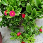 ice plant