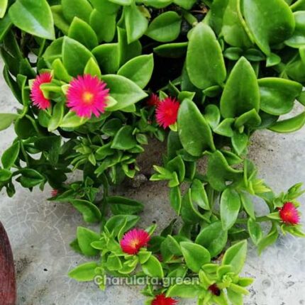 ice plant