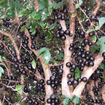 jaboticaba