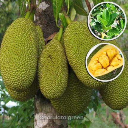 jackfruit