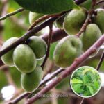 মিষ্টি জলপাই