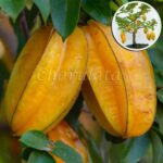 মিষ্টি কামরাঙ্গা