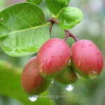 মিষ্টি করমচা