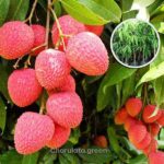 বোম্বাই লিচু