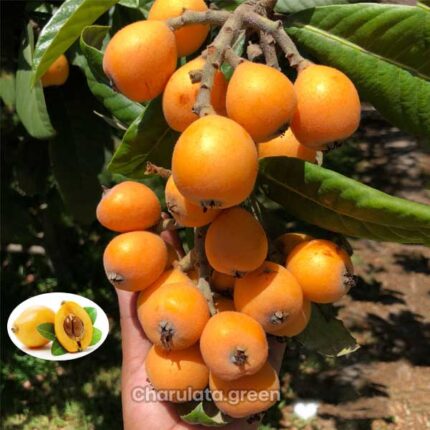 loquat