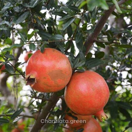 পাকিস্থানি আনার