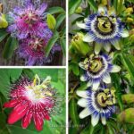 passion flower