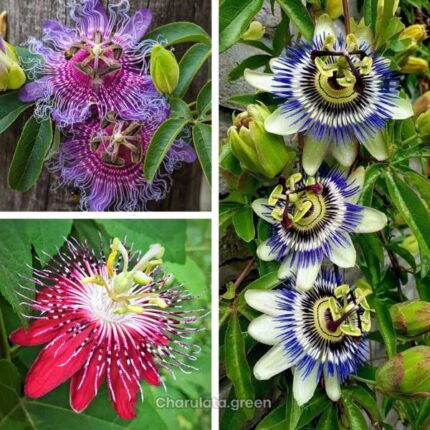 passion flower