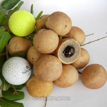 ping-pong-longan