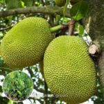 ভিয়েতনামি পিংক কাঁঠাল