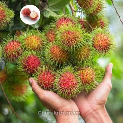 rambutan