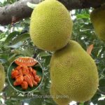 ভিয়েতনামি লাল কাঁঠাল