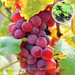 লাল মিষ্টি আঙুর