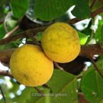 শান্তল ফল গাছ