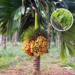 ভিয়েতনামি খাটো সুপারি