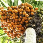 উন্নত জাতের সুপারি চারা