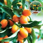 সুইট লেমন