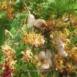 থাই মিষ্টি তেঁতুল