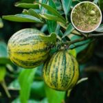 ভেরিগেটেড মাল্টা