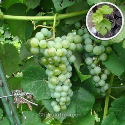 whitegrapes