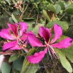 রক্ত কাঞ্চন ফুল