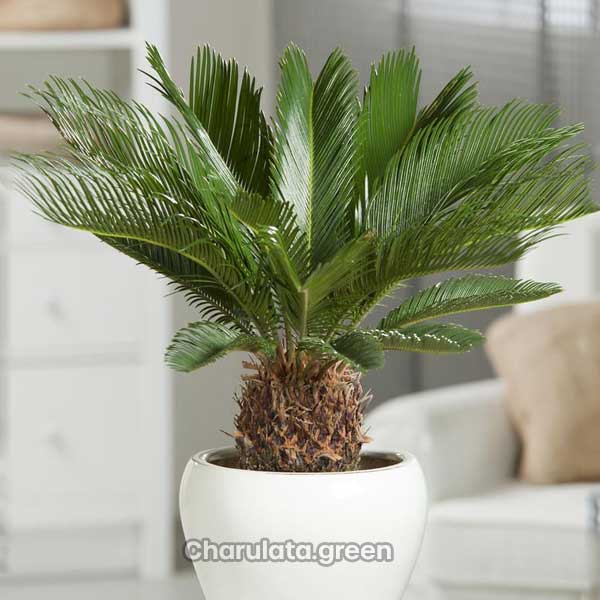 Cycas3 সাইকাস