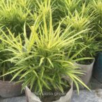 গোল্ডেন মিয়াগোস