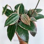 হয়া ম্যাক্রোফিলা