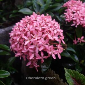 গোলাপি রঙ্গন