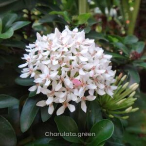 সাদা রঙ্গন