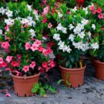 ম্যান্ডেভিলা