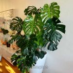 মনস্টেরা ডেলিসিওসা