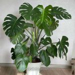 মনস্টেরা ডেলিসিওসা