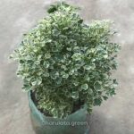 অ্যারালিয়া