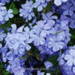 নীল চিতা ফুল